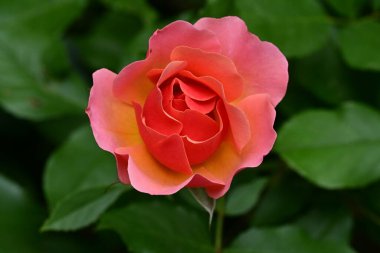 Bahçedeki güzel pembe güller 