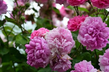 Güzel pembe kurumuş gül çiçekleri.  