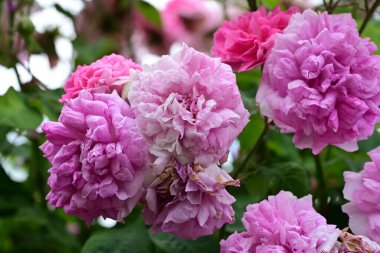 Güzel pembe kurumuş gül çiçekleri.  