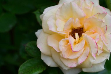 Bahçedeki gül çiçeği