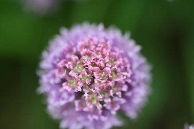 Allium lusitanicum, kapat. 