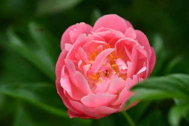 Bahçedeki gül çiçeği