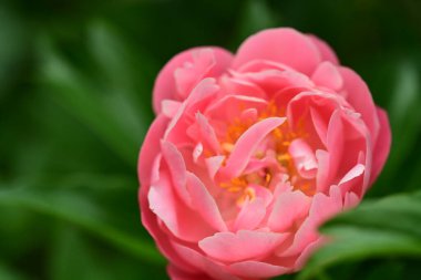 Bahçedeki gül çiçeği