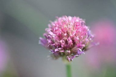 Allium lusitanicum, kapat. 