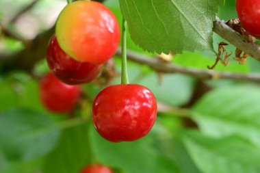 Bir ağacın dalında kırmızı meyveler 