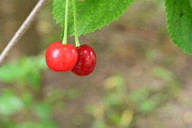 Bir ağacın dalında kırmızı meyveler 