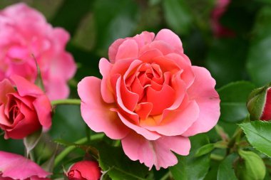 Bahçedeki gül çiçeği