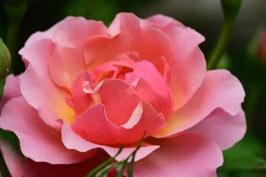 Bahçedeki gül çiçeği