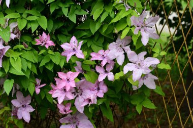 Mor Clematis çiçekleri kapanıyor