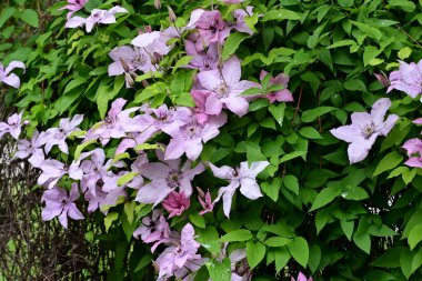 Mor Clematis çiçekleri kapanıyor