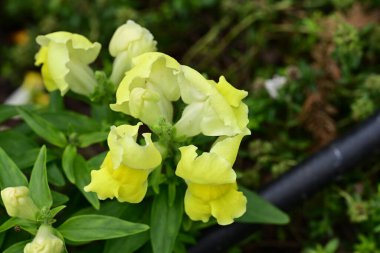 Güzel, güneşli, parlak çiçekler bahçede.