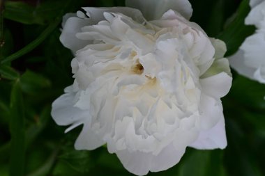 Bahçedeki güzel beyaz şakayık