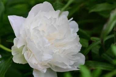 Bahçedeki güzel beyaz şakayık