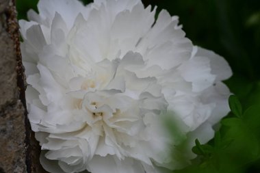 Bahçedeki güzel beyaz şakayık