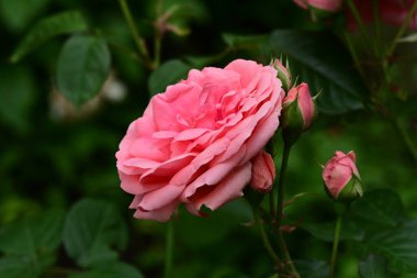 Bahçedeki gül çiçeği