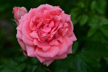 Bahçedeki gül çiçeği