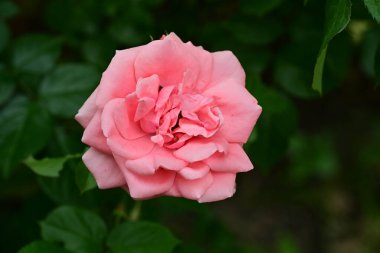 Bahçedeki gül çiçeği