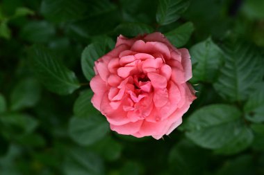 Bahçedeki gül çiçeği