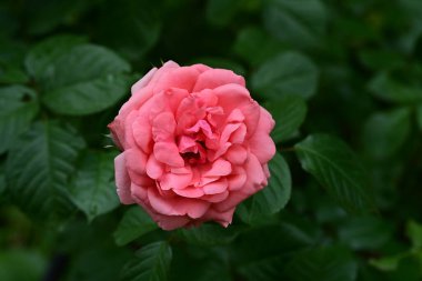 Bahçedeki gül çiçeği