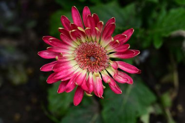 Bahçede yetişen pembe çiçeklere yakın.