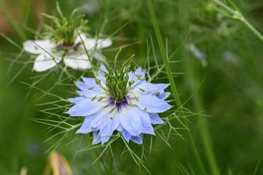 Bahçede büyüyen güzel çiçeklerin yakın çekim görüntüsü                         