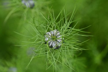 Güneşli yaz gününde bahçede yetişen güzel çiçekler.