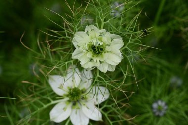 Bahçede büyüyen güzel çiçeklerin yakın çekim görüntüsü                         