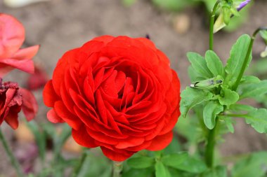 Bahçedeki gül çiçeği