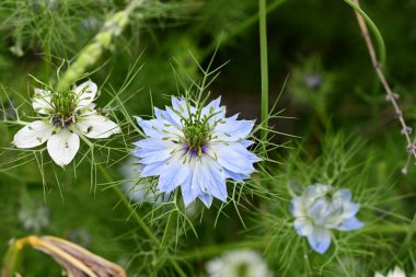 Bahar bahçesinde yetişen güzel çiçek 