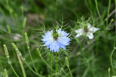 Bahar bahçesinde yetişen güzel çiçek 