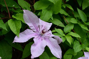Mor Clematis çiçekleri kapanıyor