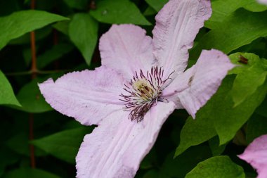 Mor Clematis çiçekleri kapanıyor