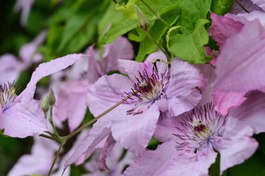 Mor Clematis çiçekleri kapanıyor