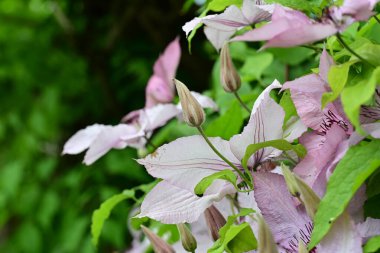 Mor Clematis çiçekleri kapanıyor