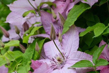 Clematis mor çiçekleri kapat