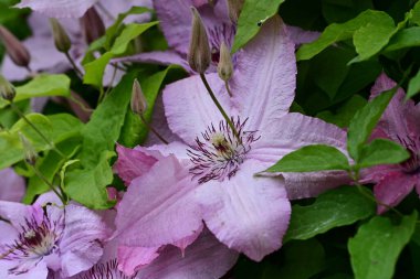 Clematis mor çiçekleri kapat