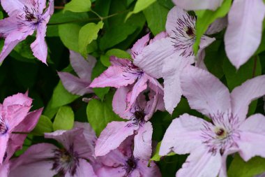 Clematis mor çiçekleri kapat