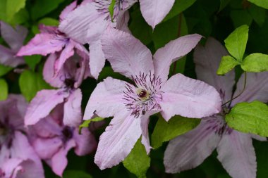 Clematis mor çiçekleri kapat