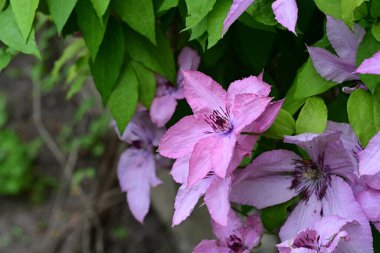 Clematis mor çiçekleri kapat