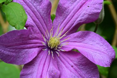 Clematis mor çiçeği, yaklaş. 
