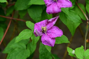 Clematis mor çiçeği, yaklaş. 