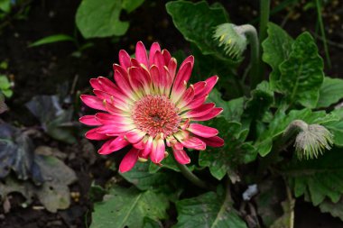 Bahçede yetişen pembe çiçeklere yakın.