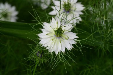 Nigella Damascena L. Yeşil çimlerde çiçek 