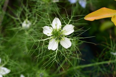 Nigella Damascena L. Yeşil çimlerde çiçek 