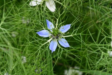 Nigella Damascena L. Yeşil çimlerde çiçek 