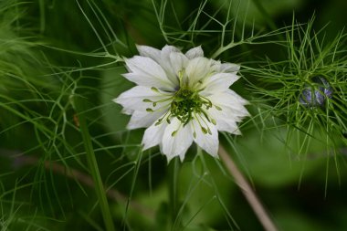 Nigella Damascena L. Yeşil çimlerde çiçek 