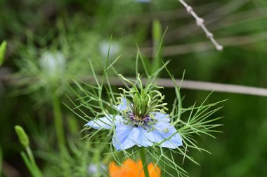 Nigella Damascena L. Yeşil çimlerde çiçek 