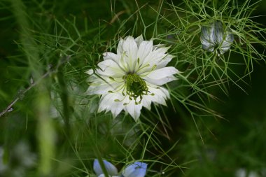 Nigella Damascena L. Yeşil çimlerde çiçek 