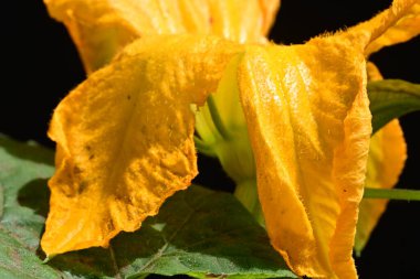 Güzel, güneşli, parlak çiçekler bahçede.