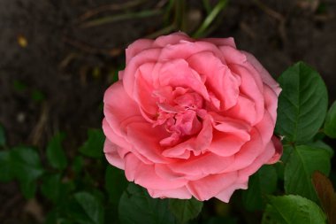 Bahçede pembe gül çiçeği